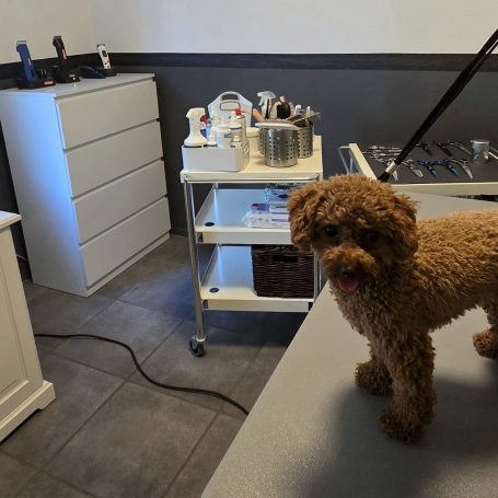Curly im Hundesalon